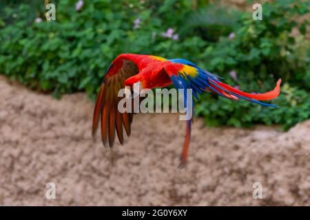 Un macaws scarlatto (Ara macao) un pappagallo vibrante rosso brillante in volo che mostra i colori blu, rosso e giallo luminosi Foto Stock