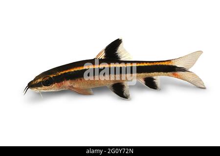 Volando volpe Epalzeorhynchos kalopterus Acquario pesce mangiare alghe Foto Stock