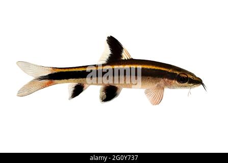 Volando volpe Epalzeorhynchos kalopterus Acquario pesce mangiare alghe Foto Stock