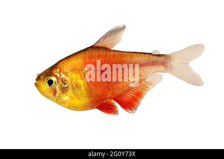 Sciame di arancio fiamma rossa Tetra Hyphessobrycon flammeus Rio tetra pesci tropicali acquario Foto Stock