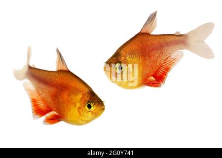 Sciame di arancio fiamma rossa Tetra Hyphessobrycon flammeus Rio tetra pesci tropicali acquario Foto Stock