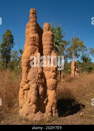 Alti tumuli di termite della Cattedrale rossa nella parte superiore tropicale del territorio del Nord. Foto Stock