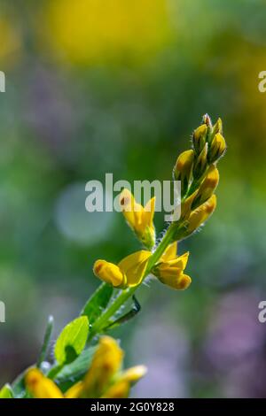 Cespuglio genista tinctoria che cresce nella foresta Foto Stock