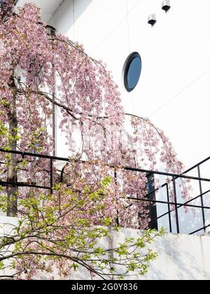 Ciliegio rosa fiorente di fronte a una moderna casa giapponese Foto Stock