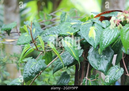 Il betel (Piper betle) è un vitigno della famiglia delle Piperaceae, che comprende pepe e kava. Alcuni emigranti asiatici, come il betel quid o in paan, con la noce di areca Foto Stock