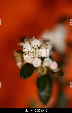 Bianco Bush fiore primo piano sfondo famiglia dammeri cotoneaster rosaceae stampe botaniche di alta qualità di grandi dimensioni Foto Stock