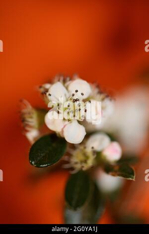 Bianco Bush fiore primo piano sfondo famiglia dammeri cotoneaster rosaceae stampe botaniche di alta qualità di grandi dimensioni Foto Stock