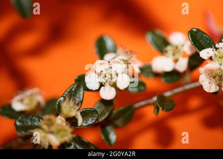 Bianco Bush fiore primo piano sfondo famiglia dammeri cotoneaster rosaceae stampe botaniche di alta qualità di grandi dimensioni Foto Stock