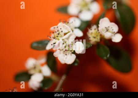 Bianco Bush fiore primo piano sfondo famiglia dammeri cotoneaster rosaceae stampe botaniche di alta qualità di grandi dimensioni Foto Stock