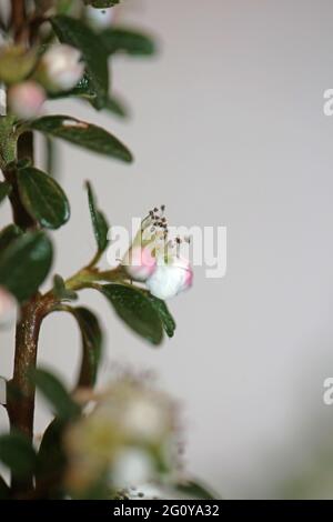 Bianco Bush fiore primo piano sfondo famiglia dammeri cotoneaster rosaceae stampe botaniche di alta qualità di grandi dimensioni Foto Stock