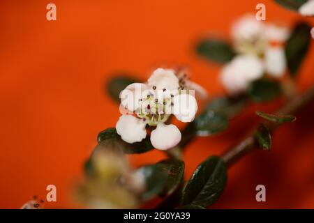 Bianco Bush fiore primo piano sfondo famiglia dammeri cotoneaster rosaceae stampe botaniche di alta qualità di grandi dimensioni Foto Stock