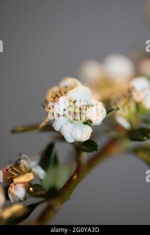 Bianco Bush fiore primo piano sfondo famiglia dammeri cotoneaster rosaceae stampe botaniche di alta qualità di grandi dimensioni Foto Stock