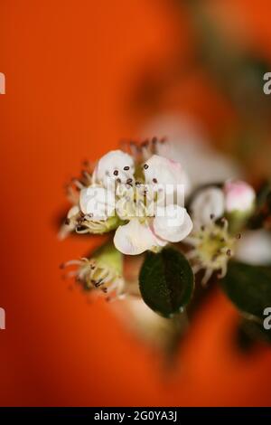 Bianco Bush fiore primo piano sfondo famiglia dammeri cotoneaster rosaceae stampe botaniche di alta qualità di grandi dimensioni Foto Stock