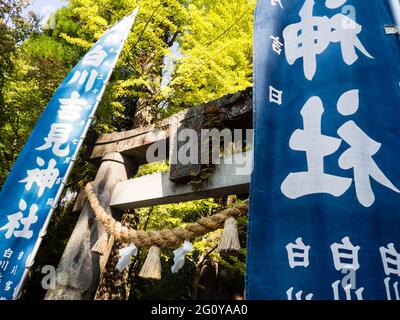 Minamiaso, Giappone - 6 novembre 2016: Porte torii del santuario Shirakawa Yoshimi sul sito delle sorgenti Shirakawa nel Parco Nazionale Aso-Kuju Foto Stock