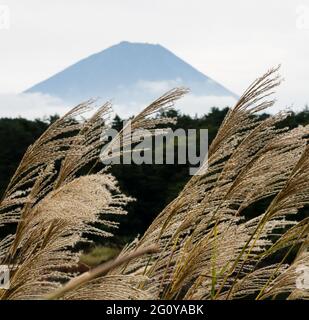 Silvergrass e silhouette del Monte Fuji vicino al Lago Shojiko, uno dei cinque Laghi di Fuji - prefettura di Yamanashi, Giappone Foto Stock