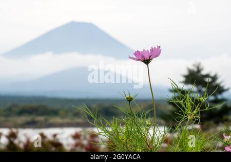 Fiori COSMOS e silhouette del Monte Fuji al Lago Shojiko, uno dei cinque Laghi di Fuji - prefettura di Yamanashi, Giappone Foto Stock