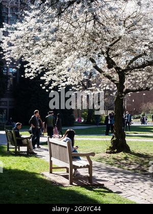 Seattle, USA - 20 marzo 2018: Ciliegi in piena fioritura presso il campus dell'Università di Washington Foto Stock