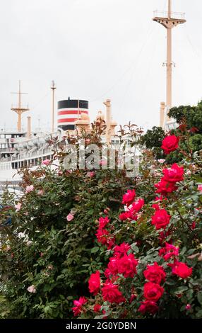 Rose rosse nel parco Yamashita con la nave Hikawa Maru sullo sfondo - Yokohama, Giappone Foto Stock
