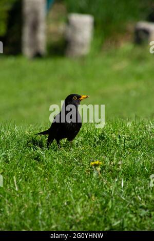 turdus merula o comune maschio del ricattolo arroccato molto fiducioso nel prato di primavera Foto Stock