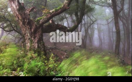 Foresta di Misty. Foresta nebbiosa in un paesaggio cupo Foto Stock