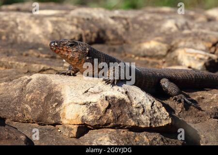 Felsen-Schildechse / placcato gigante lizard / Gerrhosaurus validus Foto Stock