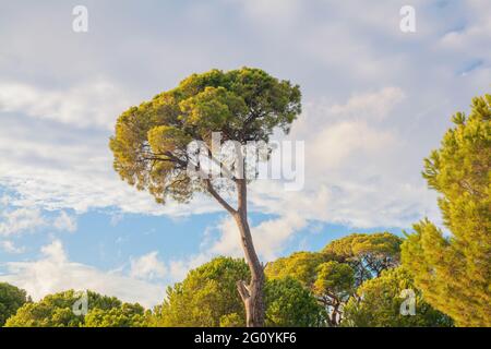 Pino di pietra nella foresta in un giorno luminoso, costa meridionale della Turchia nel Mediterraneo. Pinus pinea anche conosciuto come ombrello pino o parassolo pino coltivato fo Foto Stock
