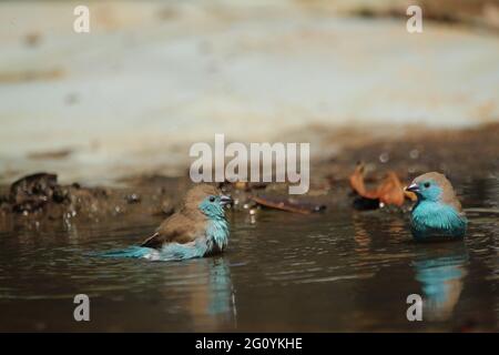 Coppia di waxbill blu in piedi in una piscina d'acqua. Foto Stock