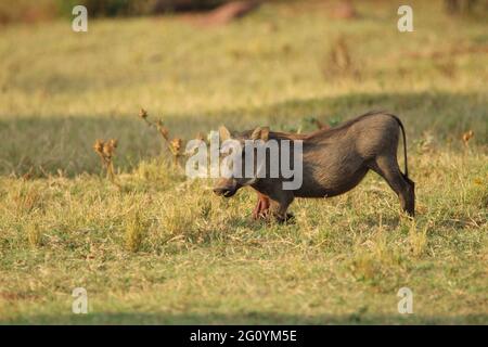 Warthog in piedi sull'erba. Foto Stock