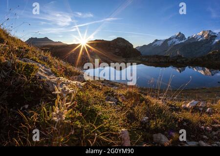 FRANCIA. HAUTES-ALPES (05), PARCO NAZIONALE DEGLI ECRINS, ALTOPIANO DI EMPARIS, LAGO DI LERIE, EDELWEISS, LEONTOPODIUM ALPINUM Foto Stock