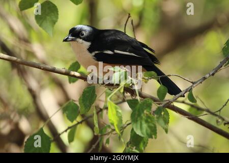 Sud bou bou arroccato su un ramo di albero. Foto Stock