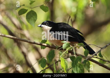 Sud bou bou arroccato su un ramo di albero. Foto Stock