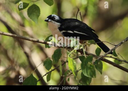 Sud bou bou arroccato su un ramo di albero. Foto Stock