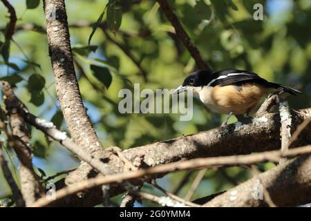 Sud bou bou arroccato su un ramo di albero. Foto Stock