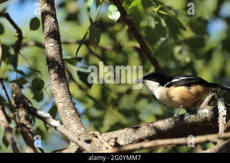 Sud bou bou arroccato su un ramo di albero. Foto Stock