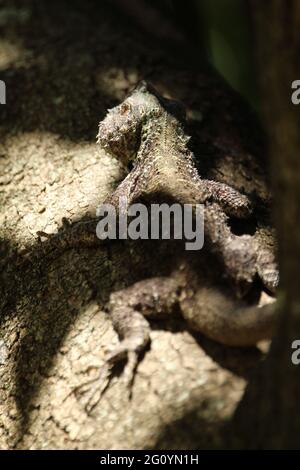 La lucertola di Agama è appollaiata su un ramo di albero. Foto Stock