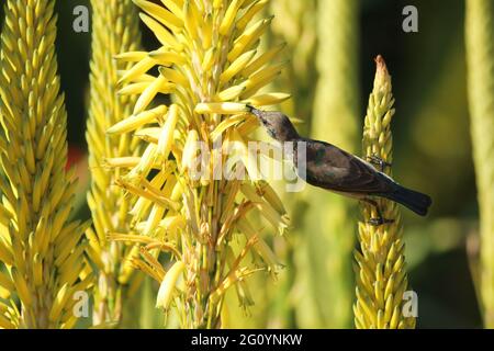 Girasole dalle decorazioni bianche appollaiate su un ramo di fiori di aloe. Foto Stock