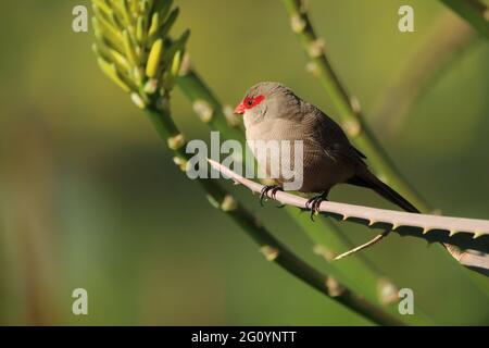 Comune waxbill appollaiato su un ramo di aloe albero Foto Stock