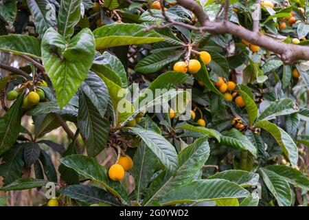 Mazzo di frutta di lombo o di lombo sull'albero (Eriobotrya japonica).concetto di cibo sano maturo. Agricoltura e agricoltura. Foto Stock