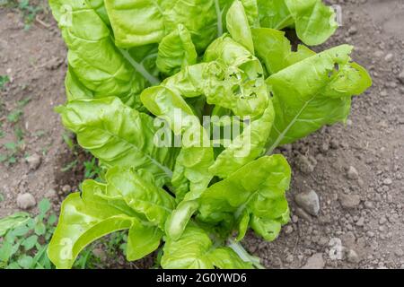 Foglie di bietole verdi con buchi mangiati da parassiti , lumache e aphids.Organic alimenti senza prodotti chimici e pesticidi agricoltura fattoria. Foto Stock