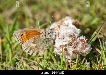 Piccola farfalla di brughiera (Coenonympha pamphilus) sulla prateria durante maggio o primavera, Regno Unito Foto Stock