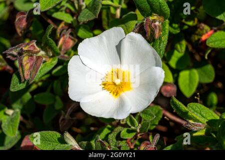 Cistus salviifolius pianta arbusto compatta in fiore estiva con un fiore bianco estivo comunemente noto come rosa di roccia lievitata salvia, foto stock Foto Stock