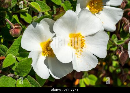 Cistus salviifolius pianta arbusto compatta in fiore estiva con un fiore bianco estivo comunemente noto come rosa di roccia lievitata salvia, foto stock Foto Stock