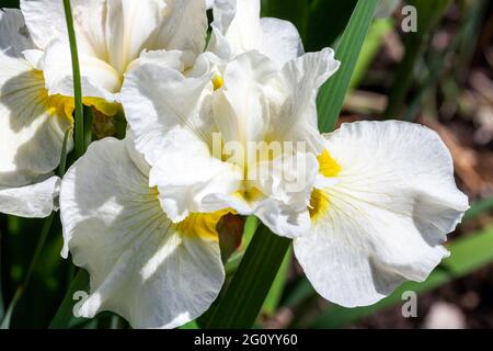 Iris sibirica 'Silver Queen' una pianta di fioritura estiva con un fiore bianco estivo comunemente noto come bandiera Siberiana, foto di stock Foto Stock