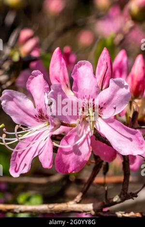 Rhododendron vaseyi una pianta arbusto fiorente di primavera con un fiore rosa primavera comunemente noto come Pinkshell azalea, foto d'azione Foto Stock