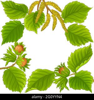 cornice di nocciola su sfondo bianco Illustrazione Vettoriale