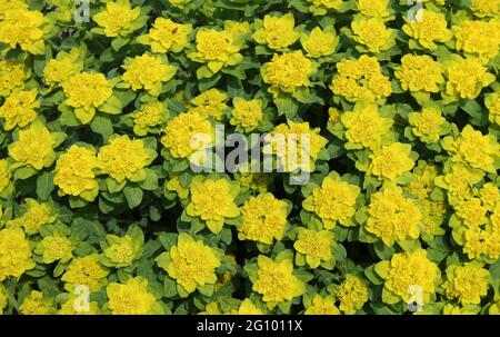 Uno sfondo floreale di fiori gialli luminosi. Foto Stock