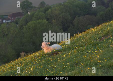 Agnello guardando l'alba a Glastonbury Tor a Somerset a fine primavera Foto Stock