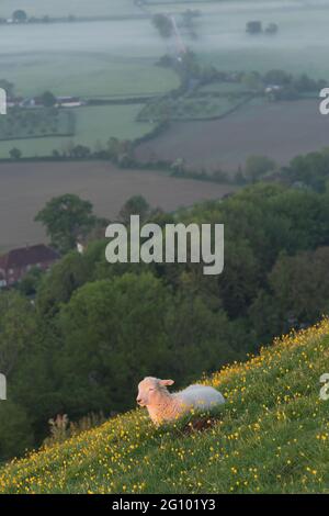 Agnello guardando l'alba a Glastonbury Tor a Somerset a fine primavera Foto Stock
