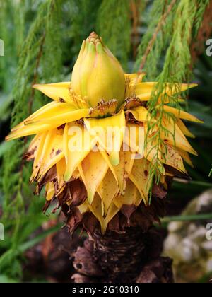 Primo piano di un Golden Lotus Banana musella lasiocarpa Foto Stock