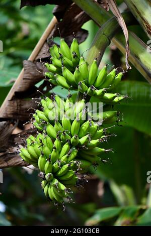 le banane verdi e immature si mazzano sugli alberi Foto Stock